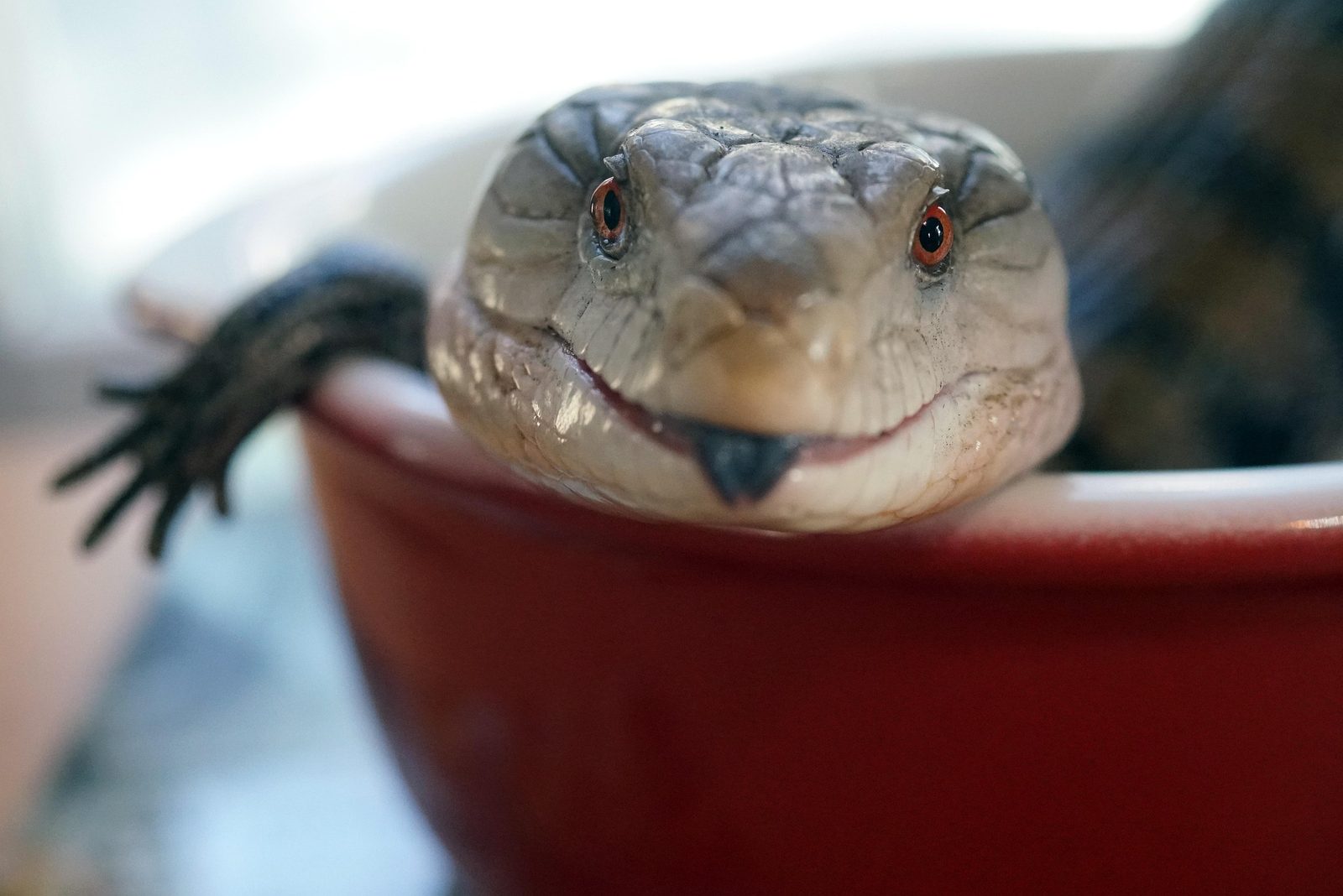 A real Blue-Tongued Skink