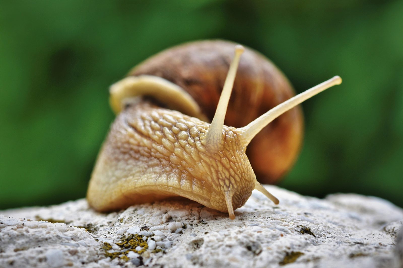 A real Land Snail