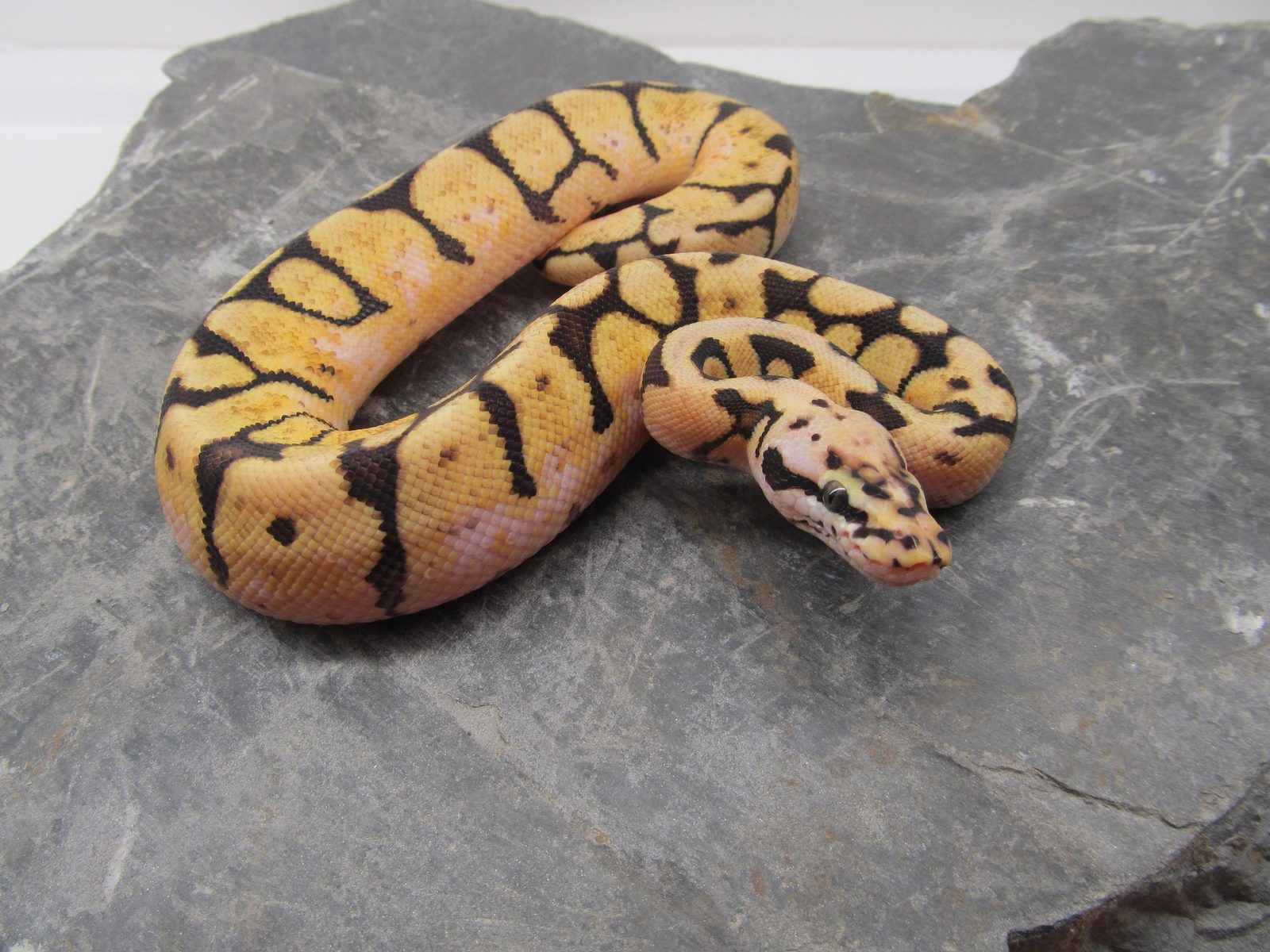 A real Snake
