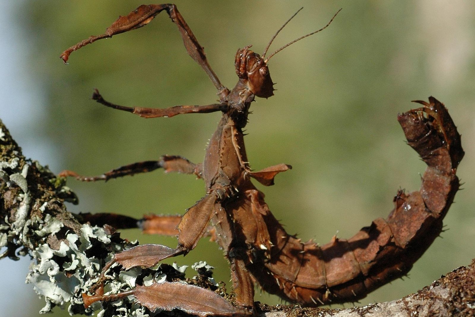 A real Stick Insect