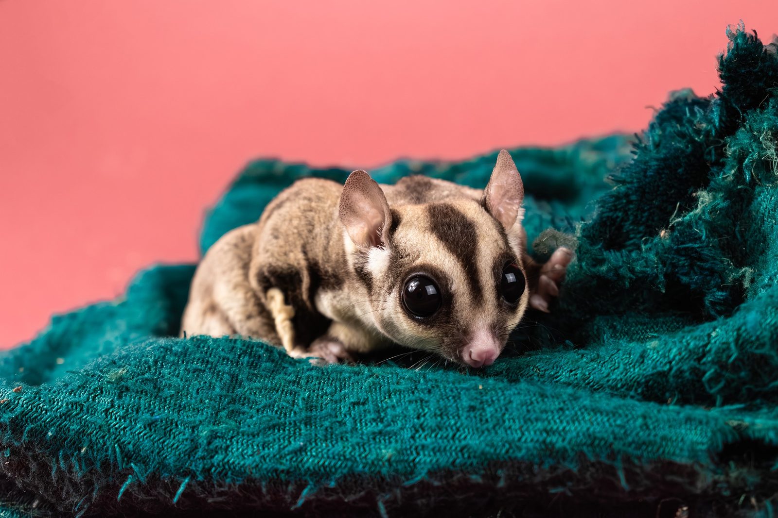 A real Sugar Glider