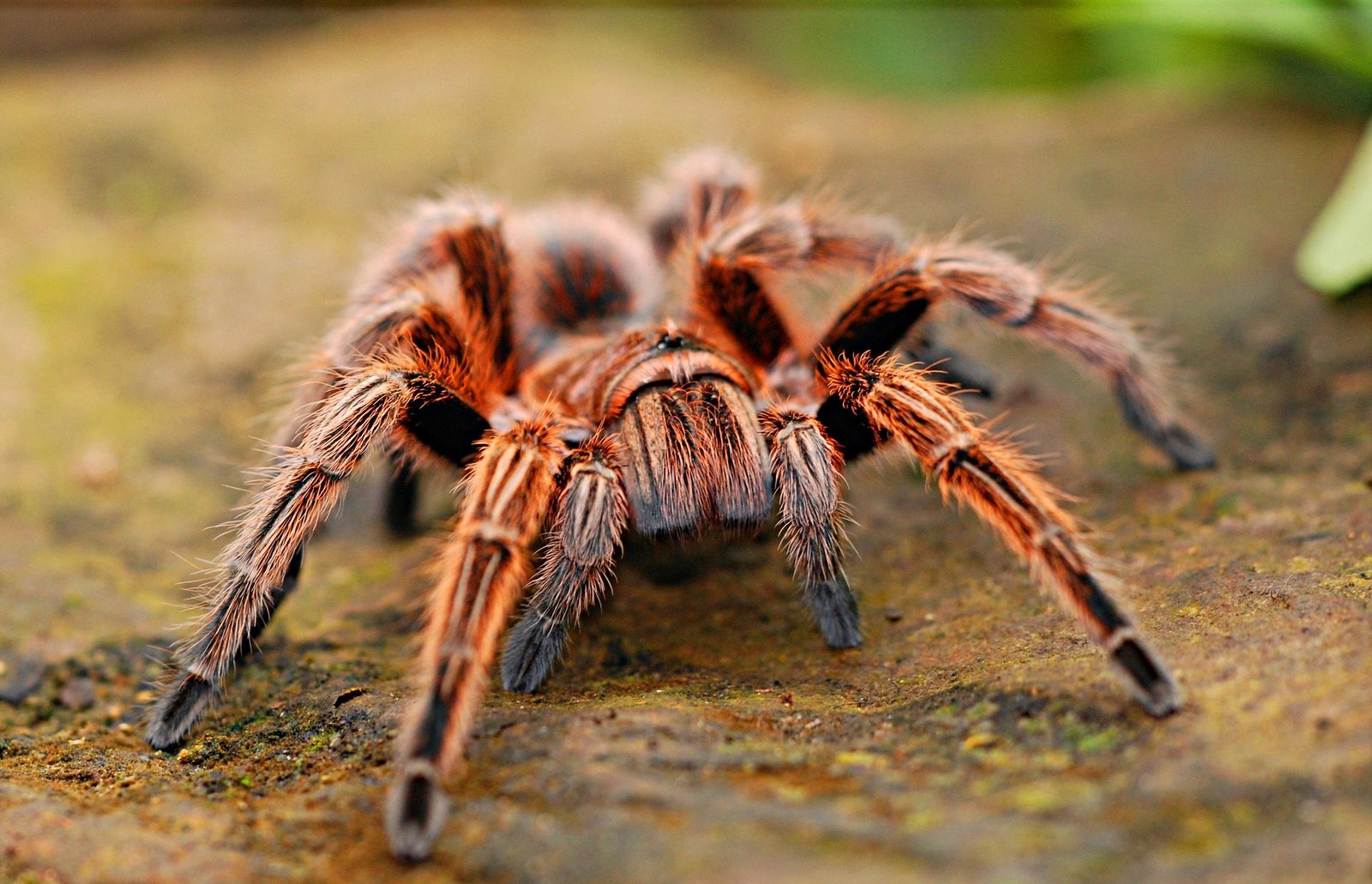 A real Tarantula