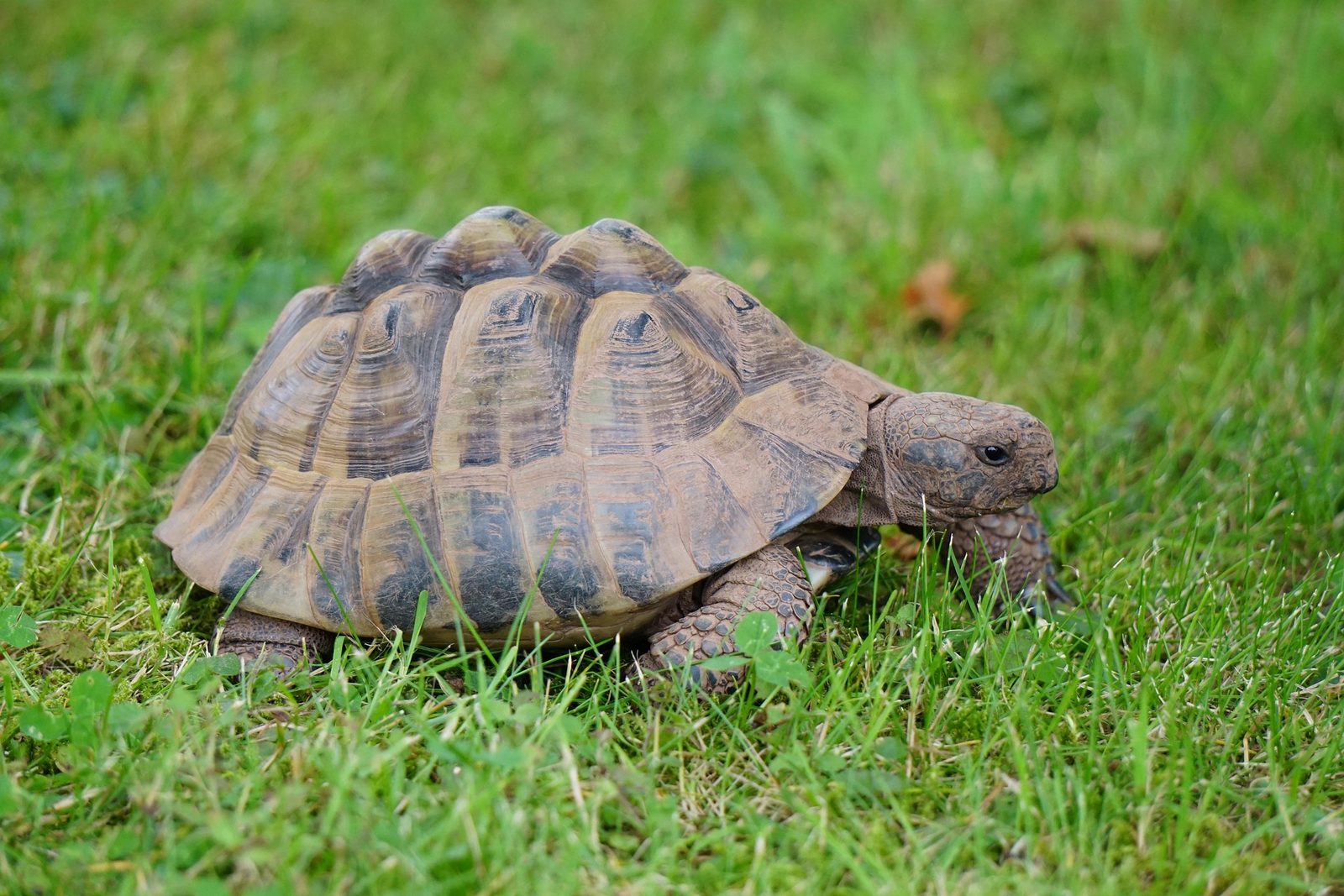 A real Tortoise