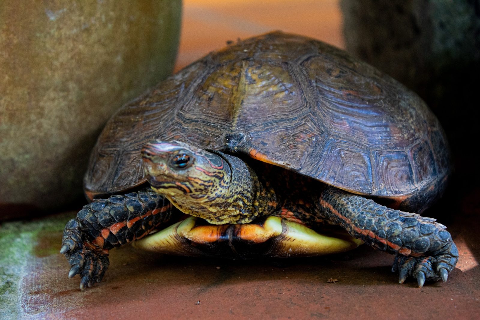 A real Aquatic Turtle