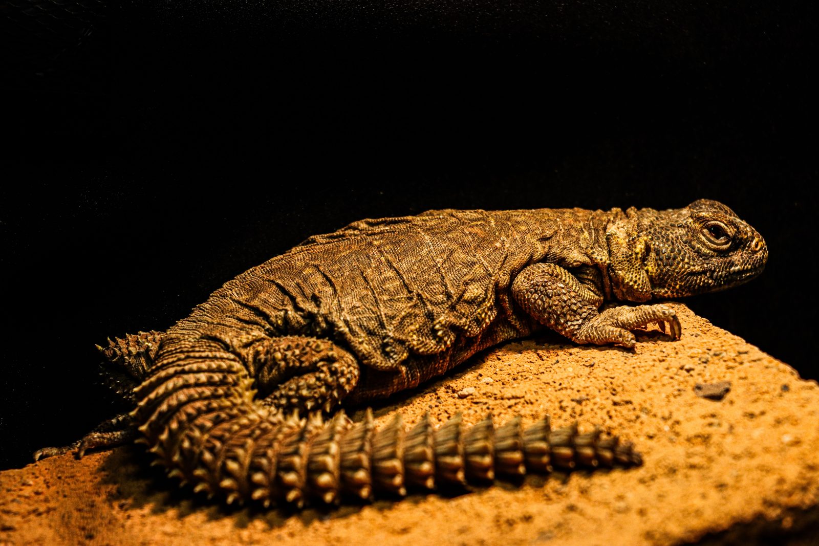 A real Uromastyx